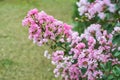 Lagerstroemia commonly known as crape myrtle growing in Vietnam Royalty Free Stock Photo