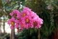 Lagerstroemia commonly known as crape myrtle Royalty Free Stock Photo