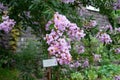 Lagerstroemia is commonly known as crape myrtle Royalty Free Stock Photo