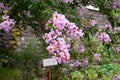 Lagerstroemia is commonly known as crape myrtle Royalty Free Stock Photo