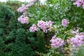 Lagerstroemia is commonly known as crape myrtle Royalty Free Stock Photo