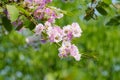 Lagerstroemia floribunda