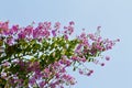 Lagerstroemia floribunda, Cananga flower