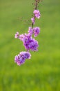 Lagerstroemia floribunda flower Royalty Free Stock Photo