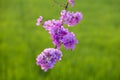 Lagerstroemia floribunda flower Royalty Free Stock Photo