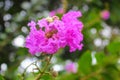 Lagerstroemia floribunda flower in nature garden