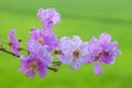 Lagerstroemia floribunda flower