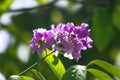 Lagerstroemia floribunda Jack in nature