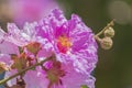 Lagerstroemia Floribunda Jack. It is a very beautiful purple flowers