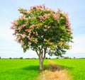 Lagerstroemia floribunda or Thai crape myrtle