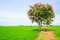 Lagerstroemia floribunda or Thai crape myrtle