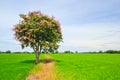 Lagerstroemia floribunda or Thai crape myrtle