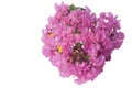 Lagerstroemia flower Indian Lilac isolated on white background. Royalty Free Stock Photo