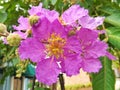 Lagerstroemia flowers in Thailand