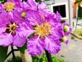Lagerstroemia flowers in Thailand