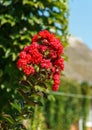 Lagerstroemia indica in blossom. Beautiful bright red flowers on ÃÂ¡rape myrtle tree on blurred green background.