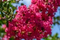 Lagerstroemia indica in blossom. Beautiful pink flowers on ÃÂ¡rape myrtle tree on blurred green background