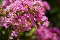 Lagerstroemia indica in blossom. Beautiful pink flowers on ÃÂ¡rape myrtle tree on blurred green background. Selective focus Royalty Free Stock Photo