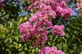 Lagerstroemia indica in blossom. Beautiful pink flowers on ÃÂ¡rape myrtle tree on blurred green background. Selective focus Royalty Free Stock Photo