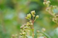 Lagerstroemia indica (crape myrtle, crepe myrtle, queen crape myrtle, bungur, jarul, banaba)