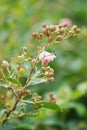 Lagerstroemia indica (crape myrtle, crepe myrtle, queen crape myrtle, bungur, jarul, banaba)