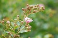 Lagerstroemia indica (crape myrtle, crepe myrtle, queen crape myrtle, bungur, jarul, banaba)