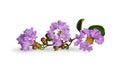 Lagerstroemia indica, Crepe-myrtle or Indian lilac Royalty Free Stock Photo