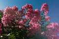 Lagerstroemia indica or Crepe-myrtle Royalty Free Stock Photo