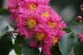 Lagerstroemia indica flowers blooming Royalty Free Stock Photo