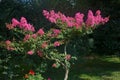 Lagerstroemia indica flowers blooming