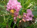 Lagerstroemia indica L. Beautiful pink flower