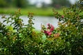 Lagerstroemia Indica - QueenÃ¢â¬â¢s Lace picotee Crapemyrtle Royalty Free Stock Photo