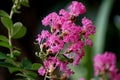 Lagerstroemia Indica