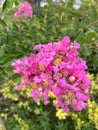 Lagerstroemia indica