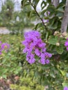 Lagerstroemia indica