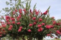 Lagerstroemia with red flowers Royalty Free Stock Photo