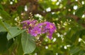 Lagerstroemia speciosa Pers purple flowers are blooming on the tree.