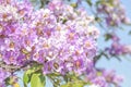 Lagerstroemia speciosa or Queen`s flower