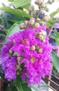 The Lagerstroemia speciose.