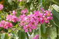 Lagerstroemia tomentosa Presl Royalty Free Stock Photo