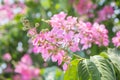 Lagerstroemia tomentosa Presl Royalty Free Stock Photo