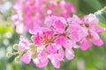Lagerstroemia tomentosa Presl Royalty Free Stock Photo