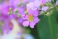 Lagerstroemia tomentosa Presl Royalty Free Stock Photo
