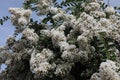 Lagerstroemia with white flowers Royalty Free Stock Photo