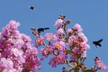 Lagerstroemia and xylocopes Royalty Free Stock Photo