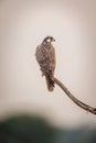 Laggar falcon or Falco jugger bird closeup perched on branch in natural background during winter morning safari at tal chhapar