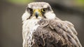 Laggar falcon Royalty Free Stock Photo