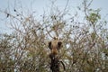 Laggar or lugger falcon or Falco jugger portrait with wings open at tal chhapar blackbuck sanctuary churu india