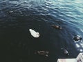 Lago de patos
