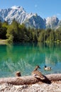 Lago di Fusine e monte Mangart with duck Royalty Free Stock Photo